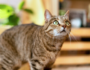Striped tabby beige surprised domestic cat with green eyes looking up in home room in sunny against plants cute pets animals selective focus