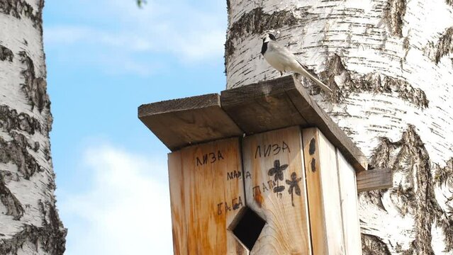 Wagtail bird on a birdhouse. Homemade birdhouse on a young birch tree. Written words Lisa, Mom, Dad, Grandmother, Grandfather