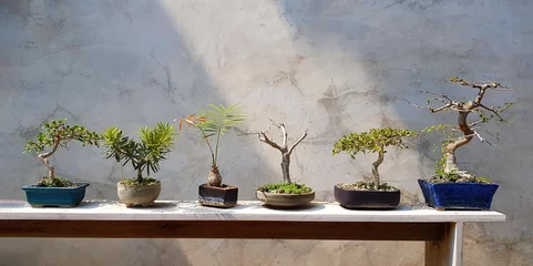 Foto op Plexiglas anti-reflex Green Bonsai in tree pot on wooden shelf for sale or decorated home or house with gray loft wall background. Group of tree put on white wood tray with sunlight and grey concrete or cement wallpaper. © Nattasak