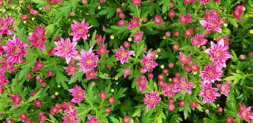 Fototapeta premium Beautiful tropical pink, violet or purple flower blooming with green leaves background in floral garden. Flower name is Chrysanthemum and scientific name is Dendranthema Grandiflora. Flora wallpaper 