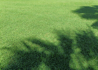 Tree Sunlight Shadows On Natural Green Lawn Background Texture