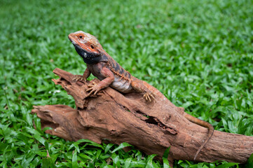 bearded dragon on ground with blur background