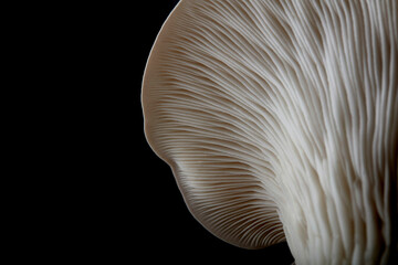 Close up of underside gills of farmed Oyster mushroom