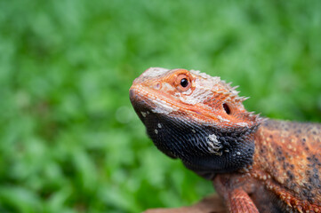 bearded dragon on ground with blur background