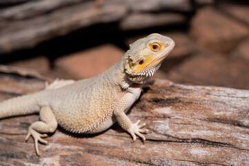 bearded dragon on ground with blur background