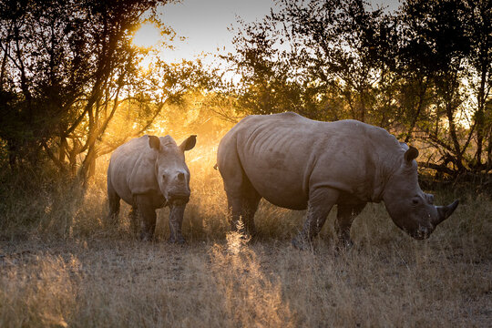 A mother white rhino and calf, Ceratotherium simum, stand together, backlit