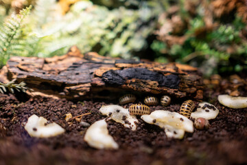 Isopods eating food on ground, animal - Powered by Adobe
