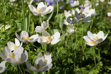 White flowering plant, macro close-up.