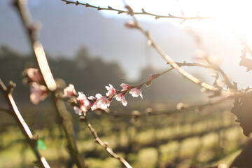 pink flowers tree