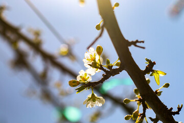 branch with flowers