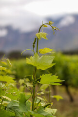 vineyard with mountain