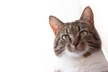 Portrait of brown shorthair domestic tabby cat in front of white background with copy space. Selective focus.