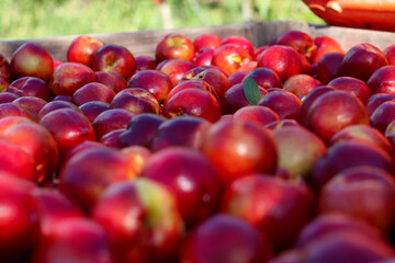 nectarines in a marker