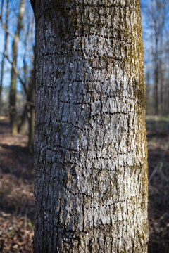 Rows of woodpecker holes on bark of a tree.