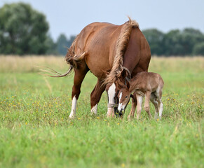 Fototapeta premium Lovely horse with a small foal for a walk