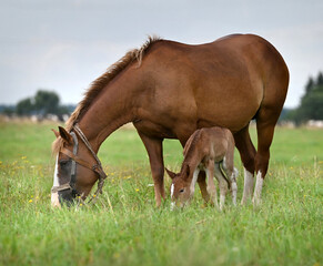 Obraz premium Lovely horse with a small foal for a walk
