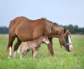 Lovely horse with a small foal for a walk