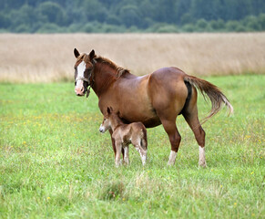 Lovely horse with a small foal for a walk