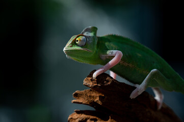 chameleon with blur background, predator