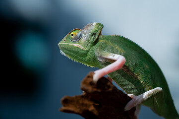 chameleon with blur background, predator