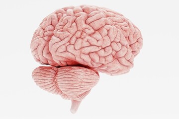Realistic 3D Render of Human Brain