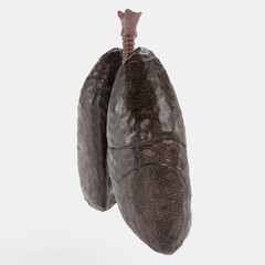Realistic 3D Render of Smoker Lungs