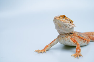bearded dragon on white background