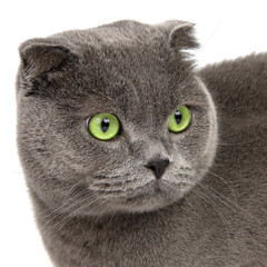 British gray cat beautiful isolated on the white background