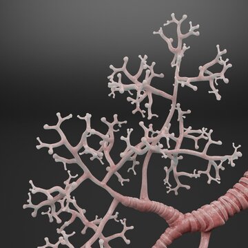 Realistic 3D Render of Trachea and Bronchi
