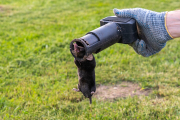 Mole in a trap in the hands of a gardener against the backdrop of a lawn, close-up image