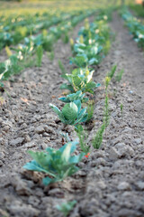 Landscape view of a freshly growing cabbage field.