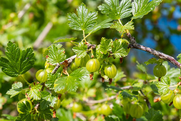 Unripe gooseberry on a bush in summer, close up image of unripe green berries