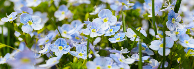 Blooming wild buds, blue flowers. Close-up.