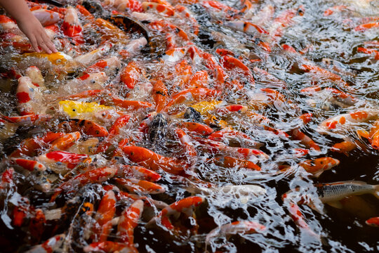 carp fish pond background, colorful background, Fancy carp © waranyu