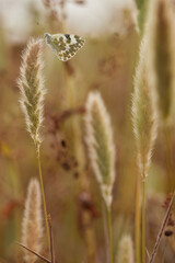 Butterfly (Pontia edusa) resting.
