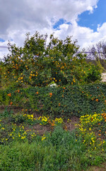 Fototapeta na wymiar Orange trees in Andalusia