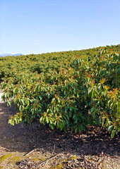 Fototapeta na wymiar Orange trees in Andalusia
