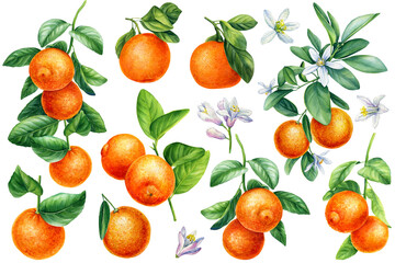 Branches with leaves, flowers, fruits isolated white background, watercolor botanical illustration, orange, tangerines