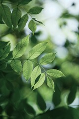 green tree leaves in springtime, green background