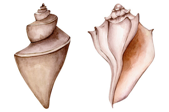 Hand Drawn Watercolor Beige Seashell Illustrations isolated on White Background. Watercolour spiral, conch, clam shells. Marine Cliparts. 