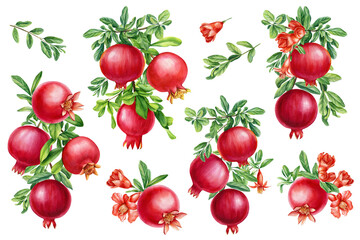 Set of branch with pomegranate, leaves and flowers. Watercolor illustration. Set floral elements.
