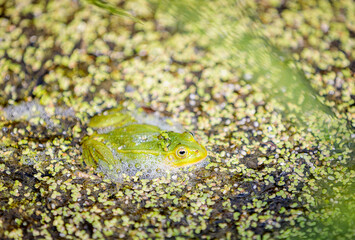 Green frog on the surface of the water in the pond. Pond bloom. Green duckweed