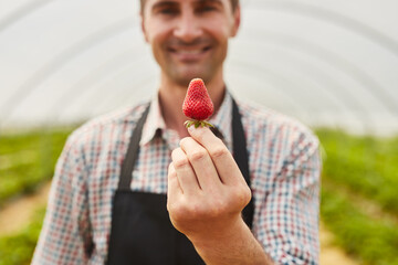 Male farmer showing ripe strawberry