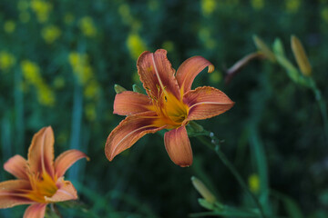 Obraz premium orange lily against the background of yellow flowers in the shade of the garden