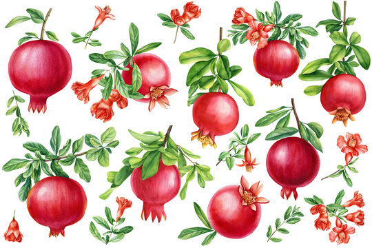 Set of branch with pomegranate, leaves and flowers. Watercolor illustration. Set floral elements.