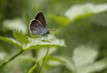 Beautiful Blue Butterfly (Polyommatus bellis) on Plant