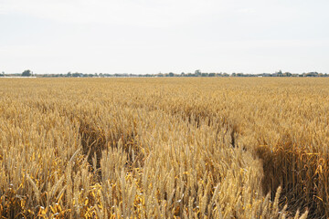 Farmland field with yellow ripe ears of wheat in sunny summer day.