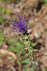 Spring flowers of various colors in the Spanish Mediterranean region