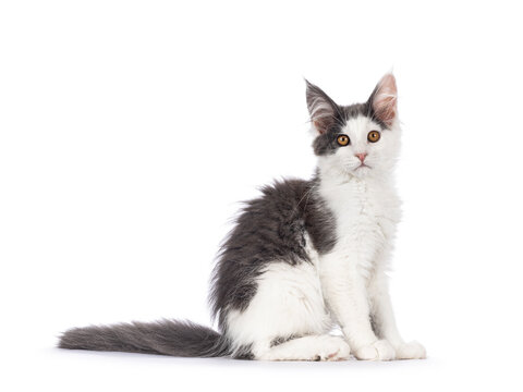 Cute blue white bicolor Maine Coon can kitten, sitting side ways with tail stretched behind body. Looking curious towards camera. Isolated on a white background.