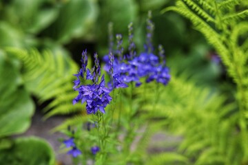 Veronica austriaca, teucrium commonly known as broadleaf speedwell in garden.